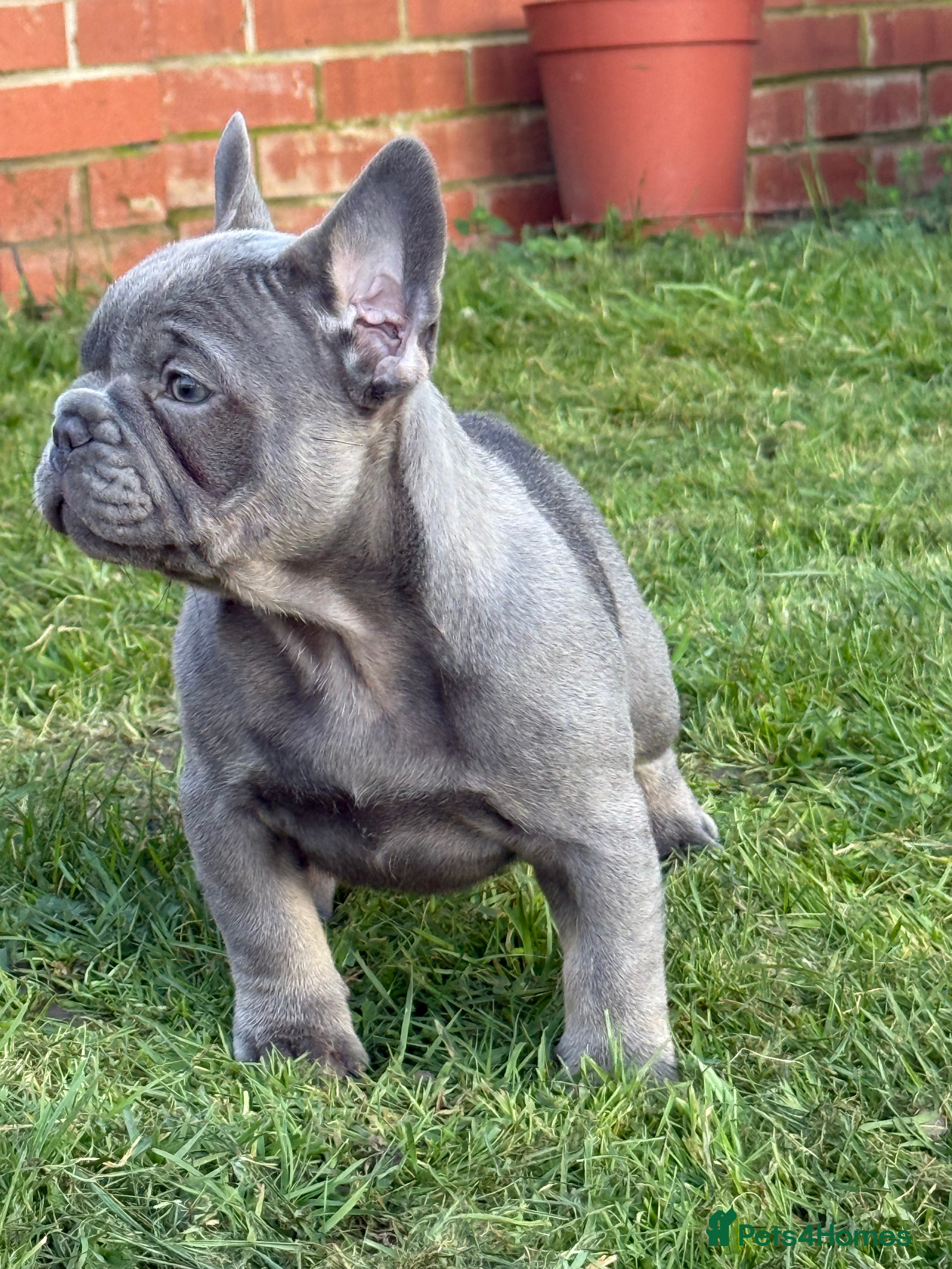 French Bulldog dogs French bulldog puppies - Advert 4