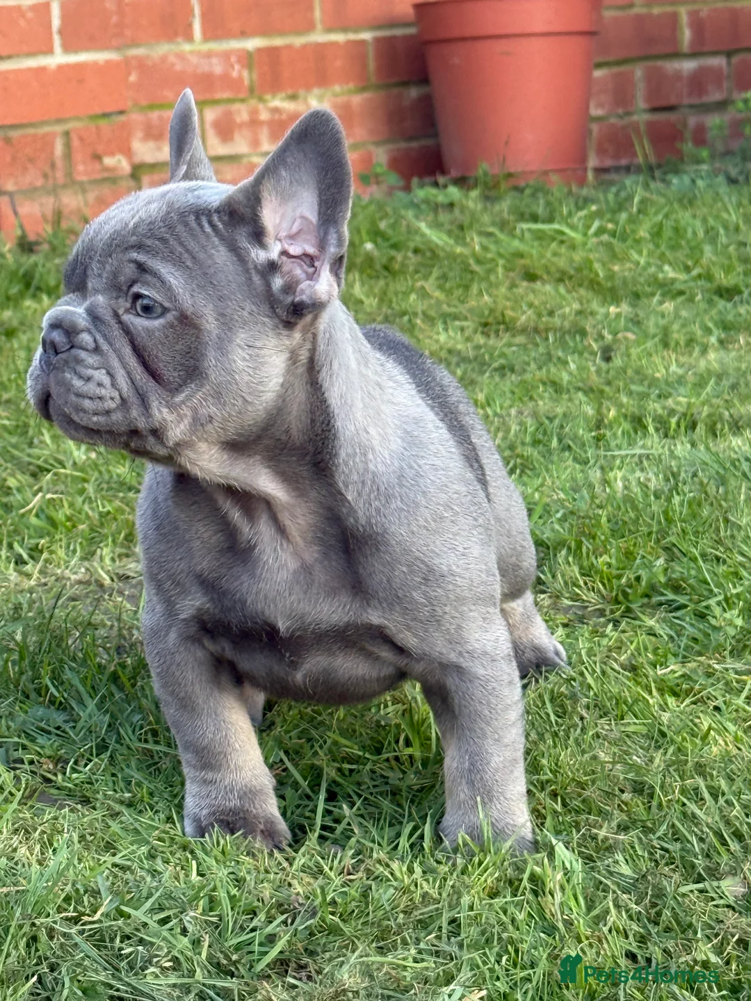 French Bulldog dogs for sale: French bulldog puppies - Advert 1