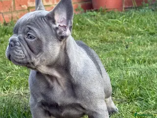 French Bulldog dogs French bulldog puppies - Advert 4
