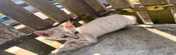Bengal cats for sale:  Snow Lynx bengal  - Advert 16