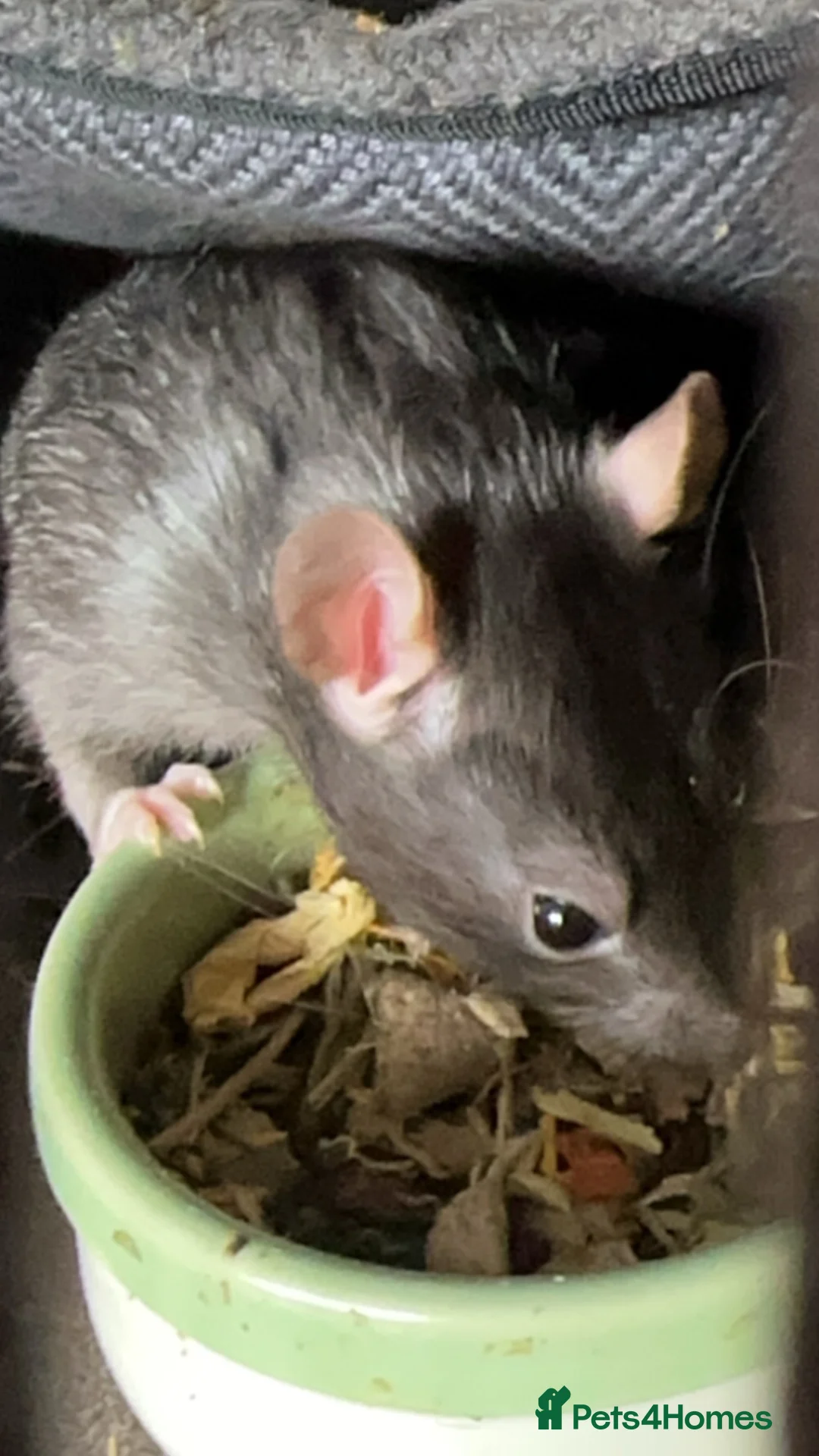 Rat rodents for sale: URGENT rat rehoming - Advert 1