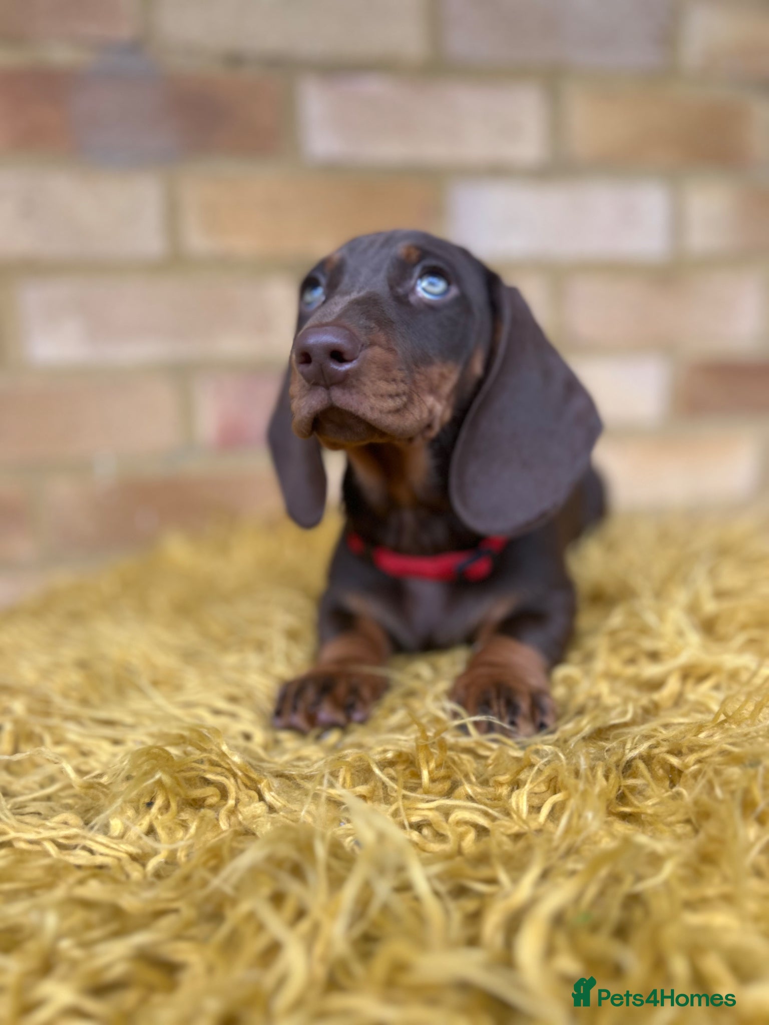 Dachshund dogs Only ONE Girl left Standard dachshund - Advert 1