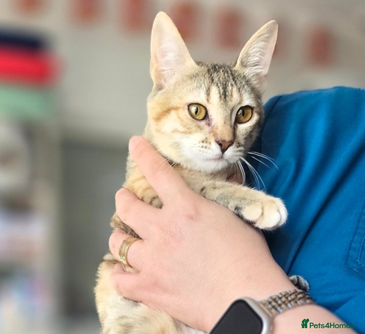 Mixed Breed cats [Indoors Only] Noxie - A bundle of joy and energy! - Advert 1