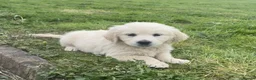 Golden Retriever dogs for sale: Stunning Goldie's looking for there forever homes - Advert 6