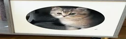 British Shorthair cats for sale: GCCF/TICA British Shorthair Kittens–Champion Lines - Advert 7