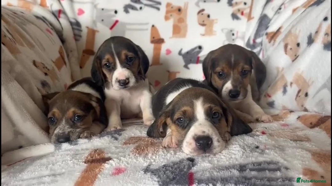 Beagle dogs for stud: Health tested blue tri beagle  stud  in Bedworth - Advert 11