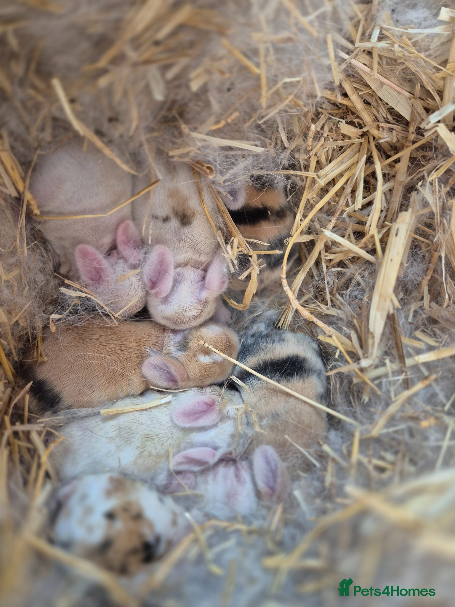 Mixed Breed rabbits 4 lionxlop bunnys  - Advert 9