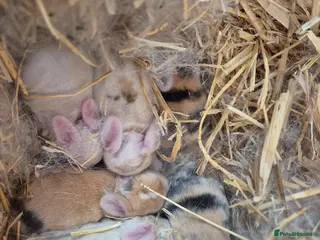 Mixed Breed rabbits 4 lionxlop bunnys - Advert 9