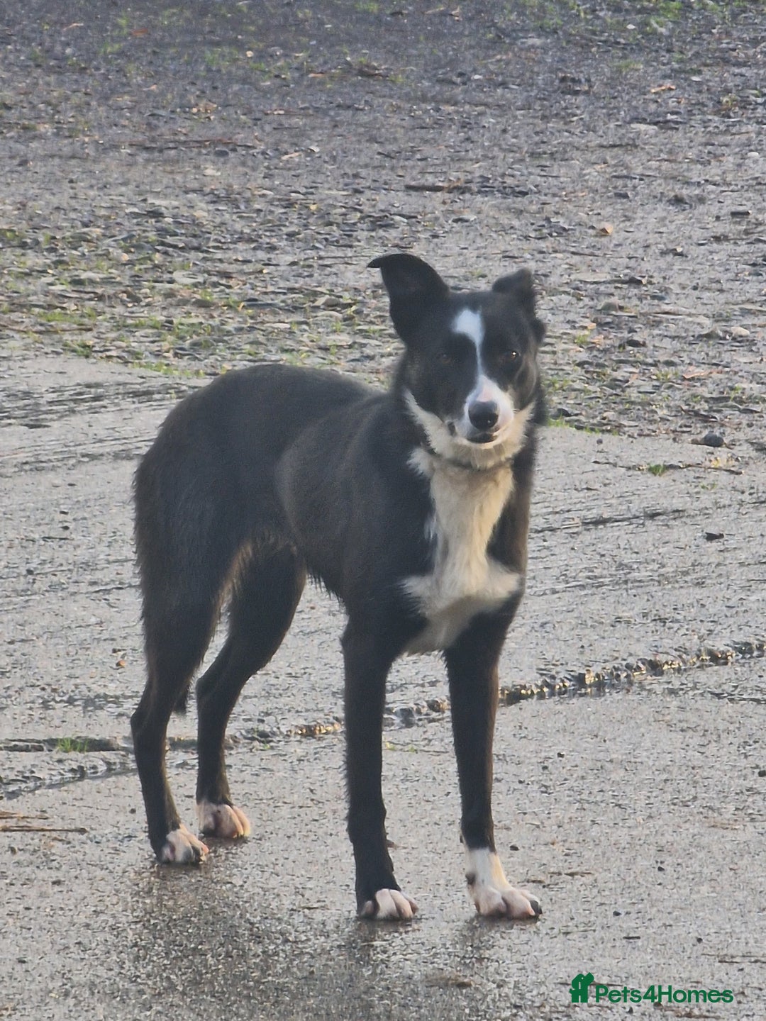 Border Collie dogs for sale: Pet home only needed - Advert 3