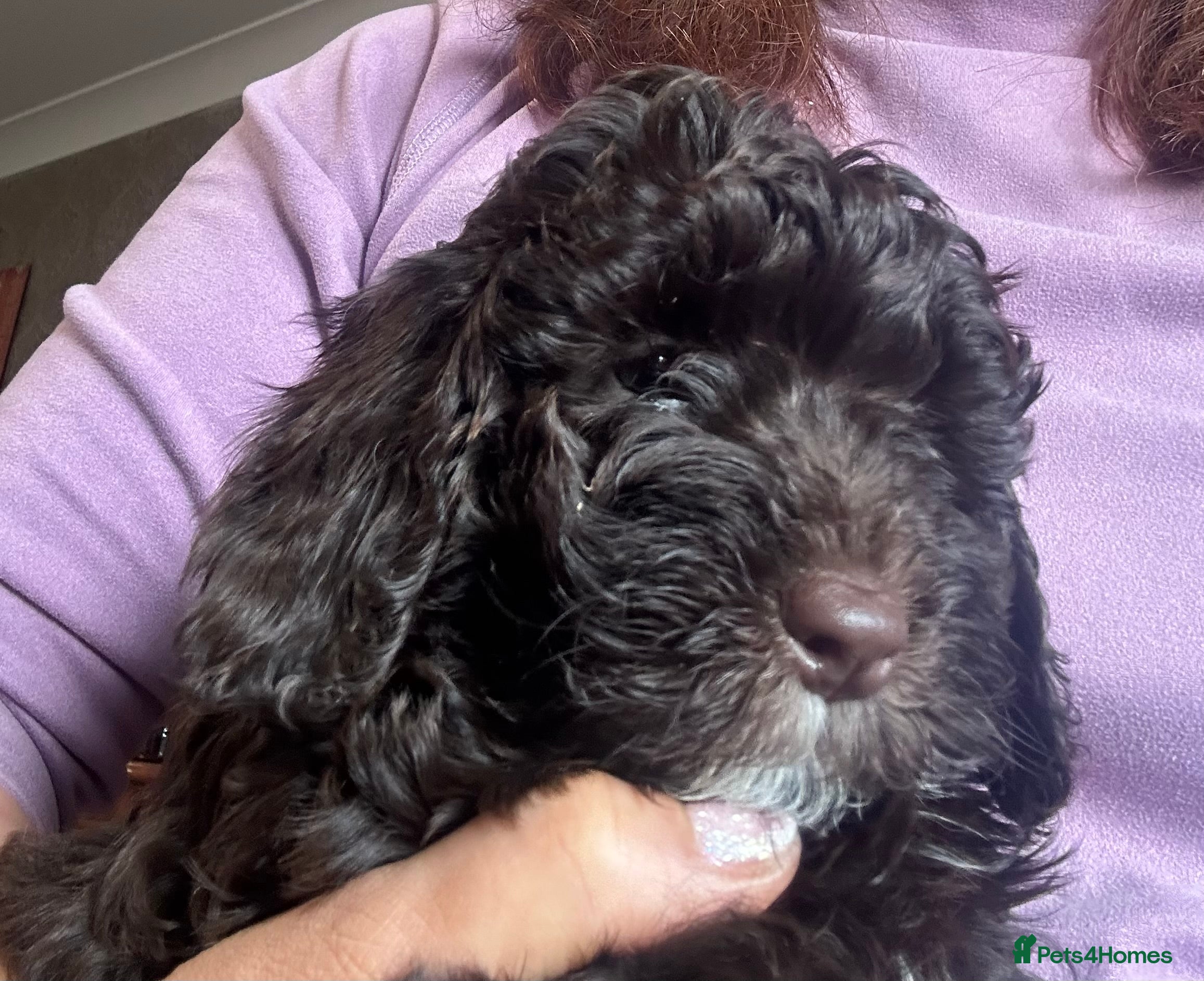 Cockapoo dogs 🐾❤️F1b Pups For Sale PRA clear🐾❤️ - Advert 2