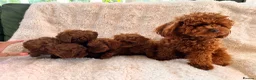 Toy Poodle dogs for sale: 🧸Asian poodle girl 🧸 in Bishop's Stortford - Advert 6