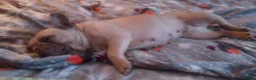 French Bulldog dogs for sale: Ruby  - Advert 7