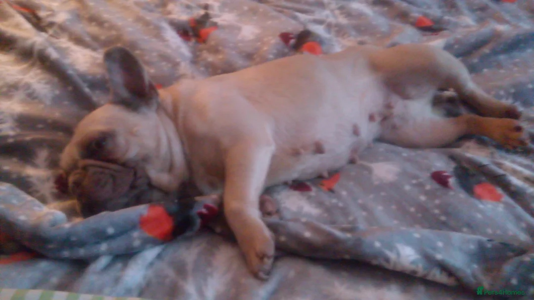 French Bulldog dogs for sale: Ruby  - Advert 7