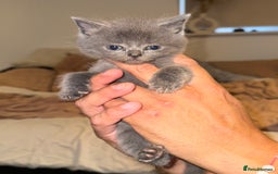 British Shorthair cats for sale: 1 male British blue shorthair kitten - Image 4