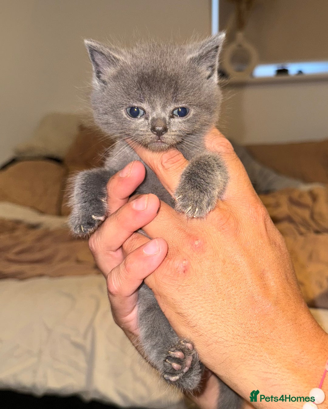 British Shorthair cats for sale: 1 male British blue shorthair kitten - Image 4
