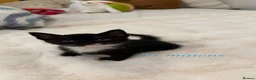 Mixed Breed cats for sale: 6 Mixed breed kittens  - Advert 13