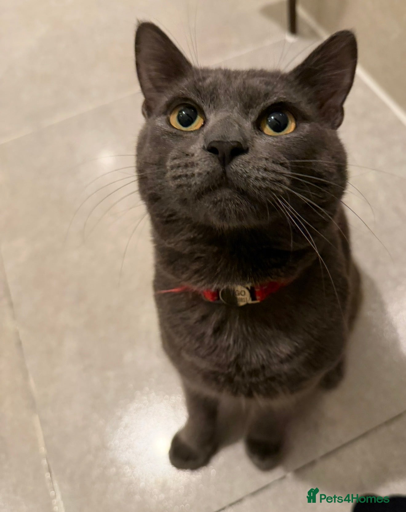 Russian Blue cats for sale: Bingo  - Advert 1