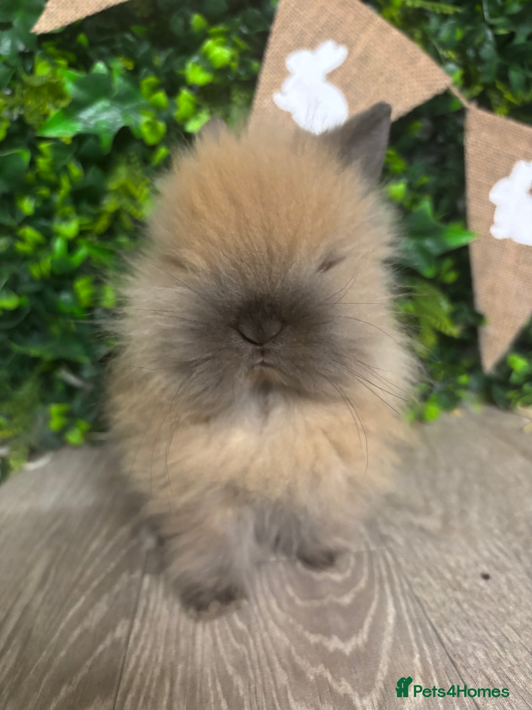 Lionhead rabbits for sale: BEAUTIFUL BABY LIONHEAD BUNNIES  - Advert 11