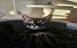 Bengal cats for sale: Bengal cross f kitten almost 6 months old - Image 2