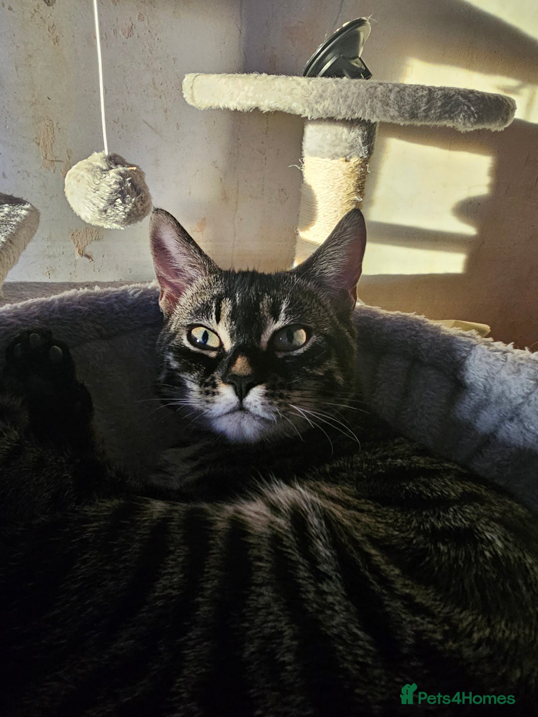 Bengal cats for sale: Bengal cross f kitten almost 6 months old - Image 2