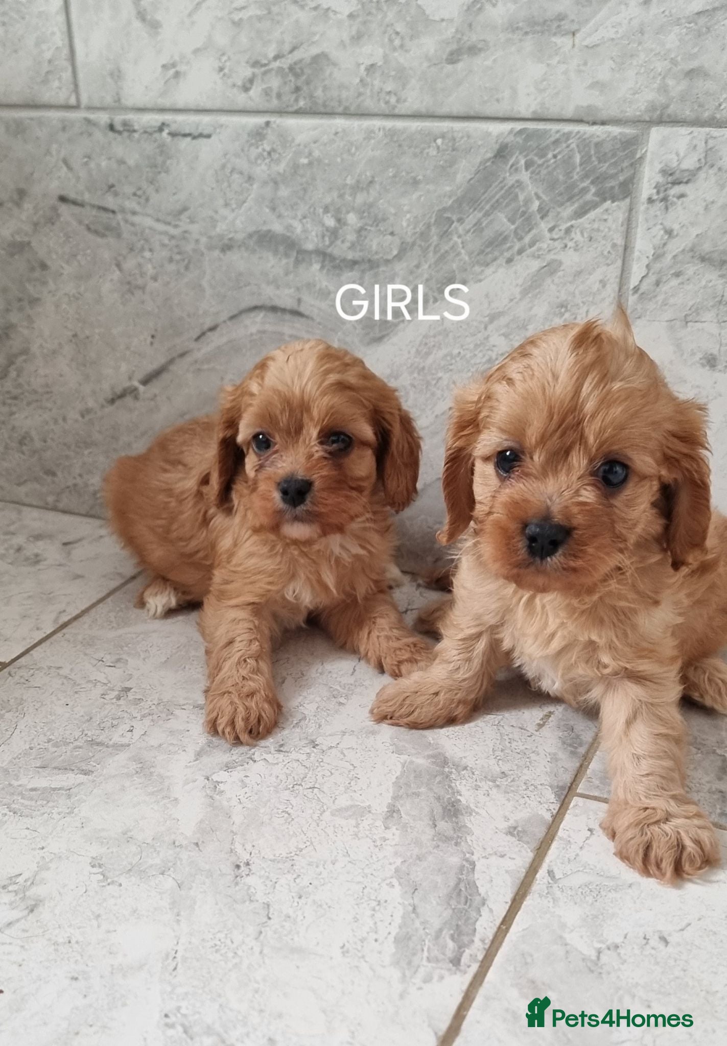 Cavapoo dogs Small f1 toy cavapoos  - Advert 17