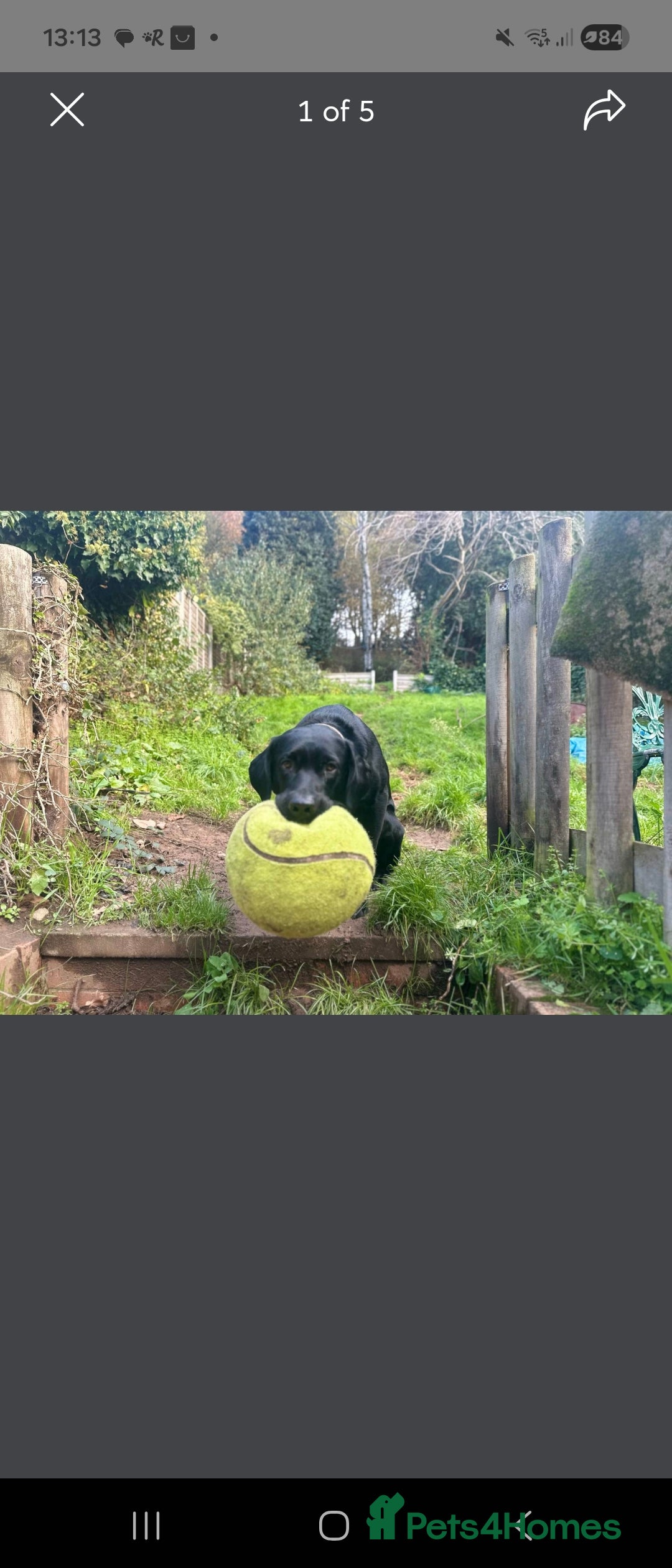 Labrador Retriever dogs for stud: KC Registered working Lab Stud – Proven – Smokie - Advert 6