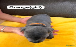Staffordshire Bull Terrier dogs for sale:   Champion-KC.Reg.Blue Staffordshire Bull Terrier  - Image 17
