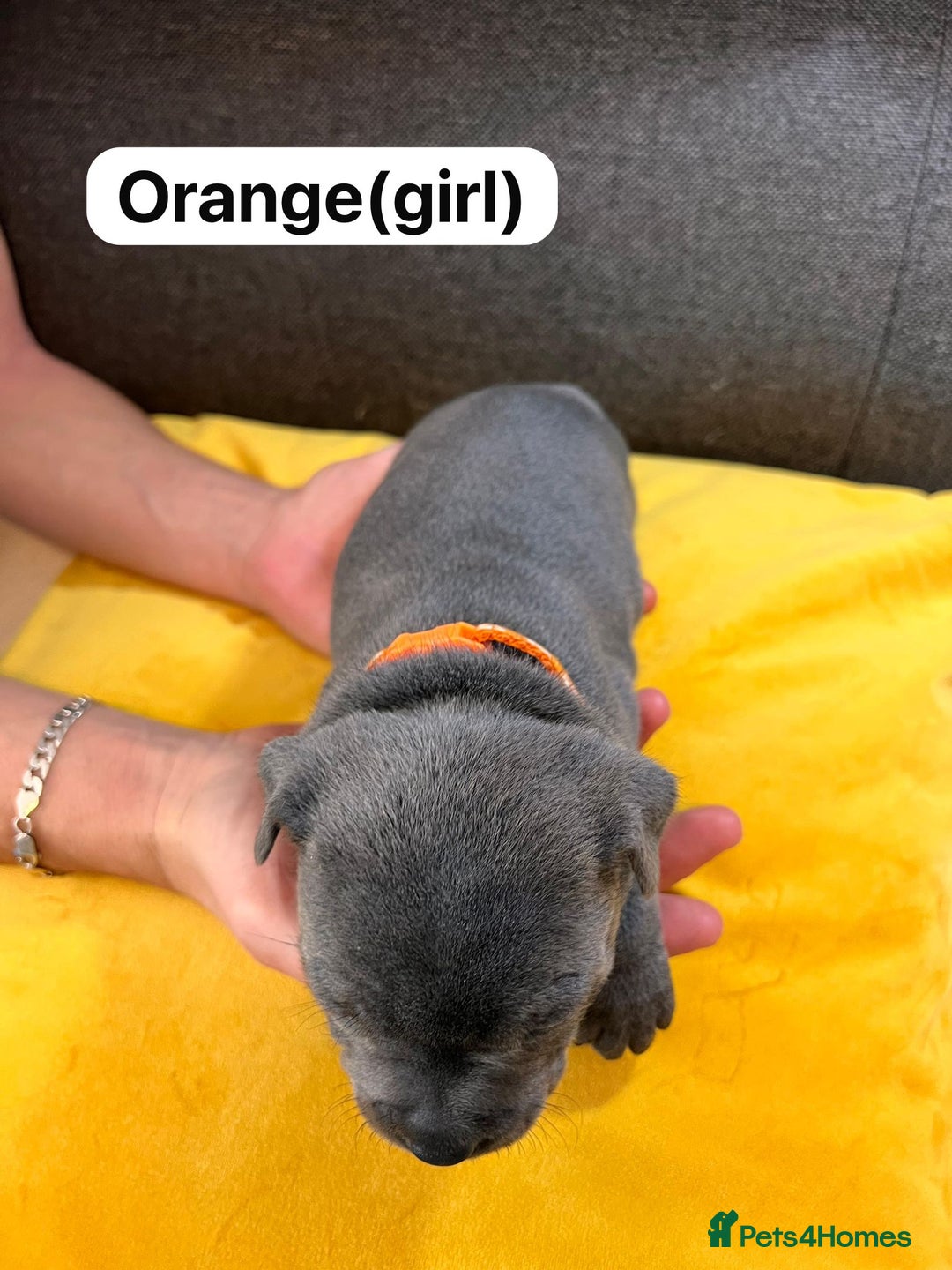 Staffordshire Bull Terrier dogs for sale:   Champion-KC.Reg.Blue Staffordshire Bull Terrier  - Image 17