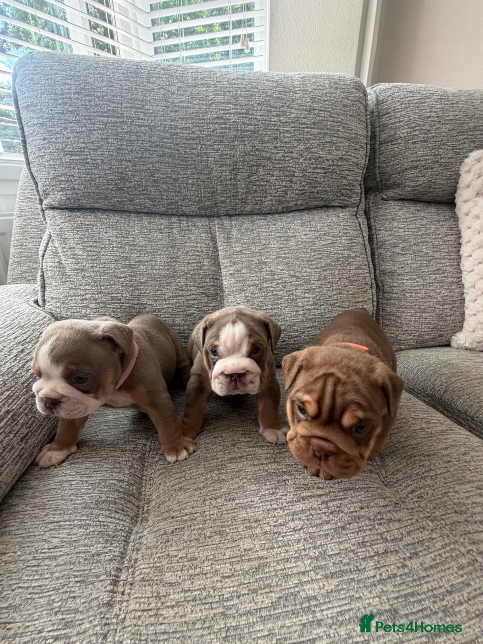 English Bulldog dogs English Bulldog puppies - Advert 1