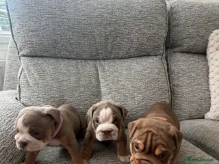 English Bulldog dogs English Bulldog puppies - Advert 1