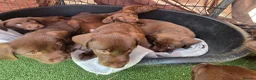 Labrador Retriever dogs for sale: 8 Beautiful Chocolate Labrador Puppies in Ingatestone - Advert 8