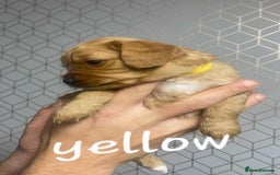 Mixed Breed dogs for sale: Beautiful female available ready to leave 1st nov - Image 23