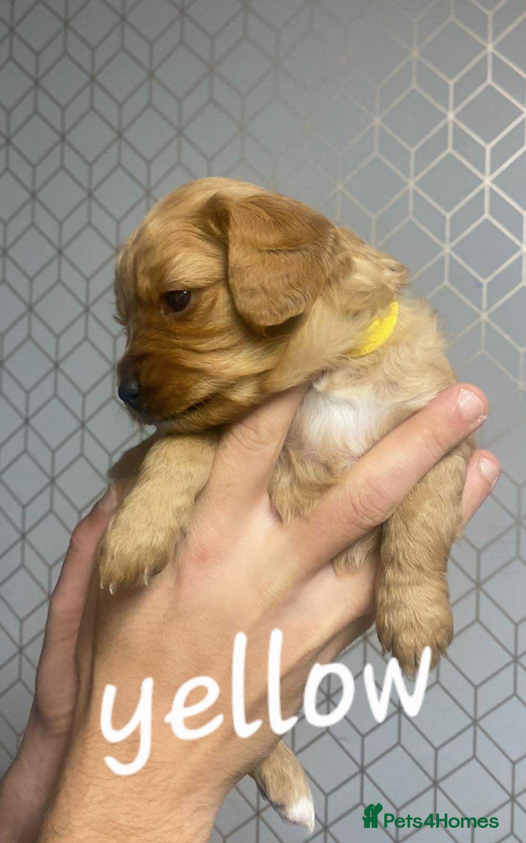 Mixed Breed dogs for sale: Beautiful female available ready to leave 1st nov - Image 23