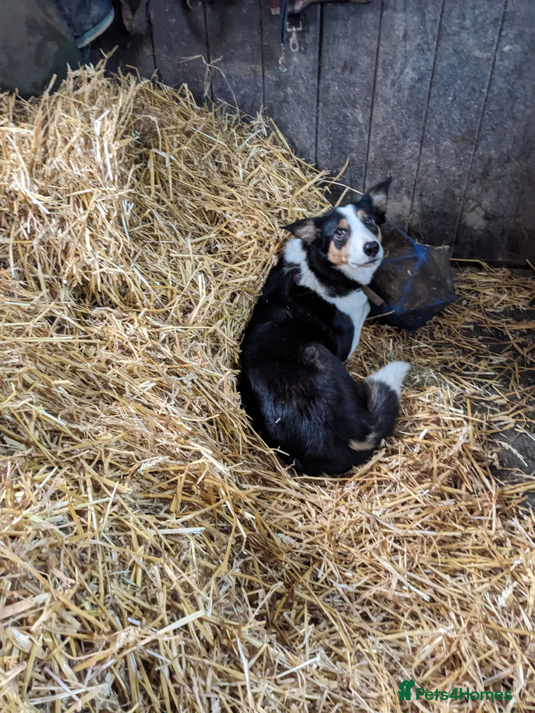 Welsh Collie dogs for sale: Lovely collie looking for quiet home - Advert 3