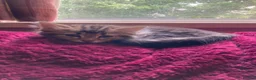Mixed Breed cats for sale: 3 Litters of Loving and Playful Kittens  - Advert 5
