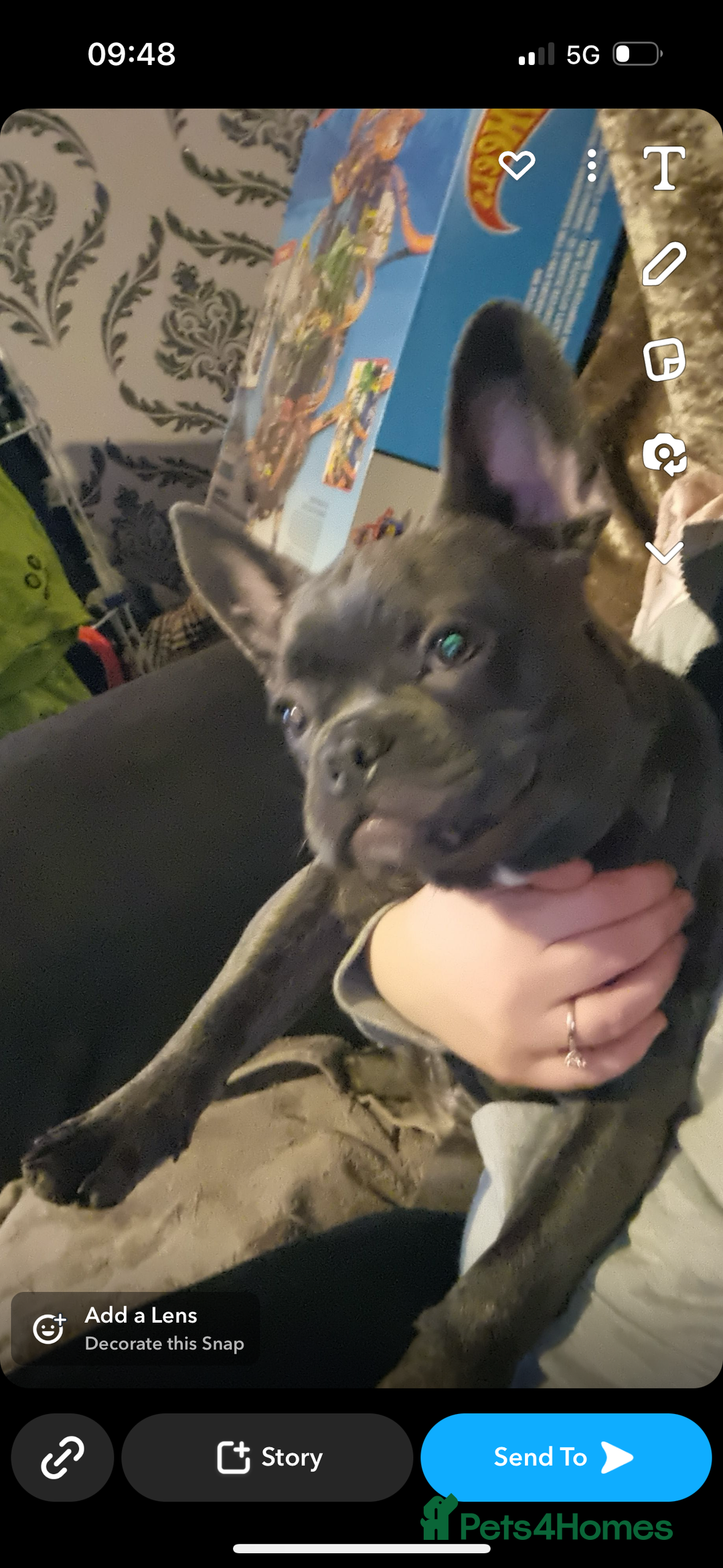 Mixed Breed dogs for sale: Looking to rehome my frenchie cross pug - Image 1