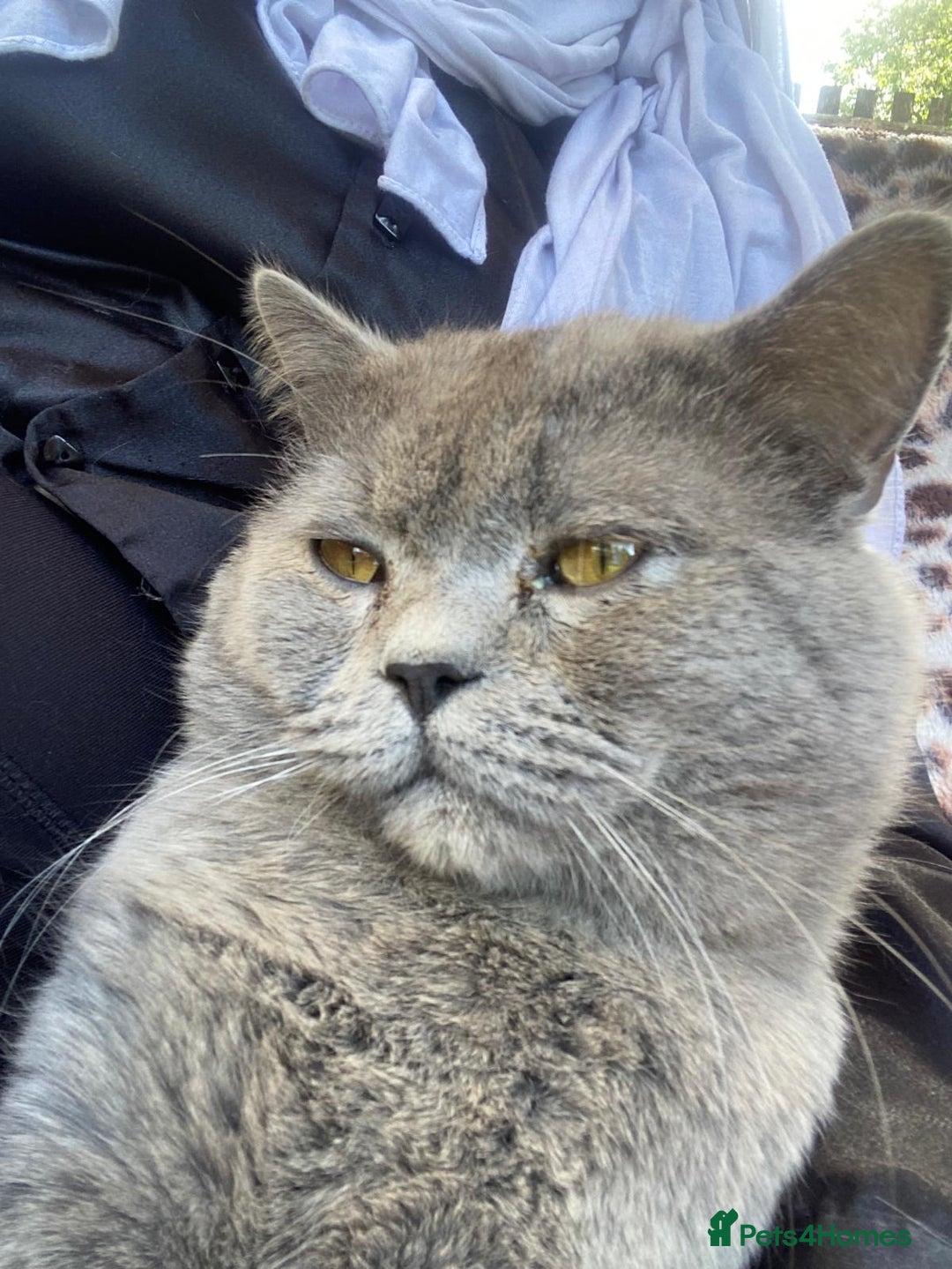 British Shorthair cats for sale: Beautiful British Shorthair Boy - Image 3