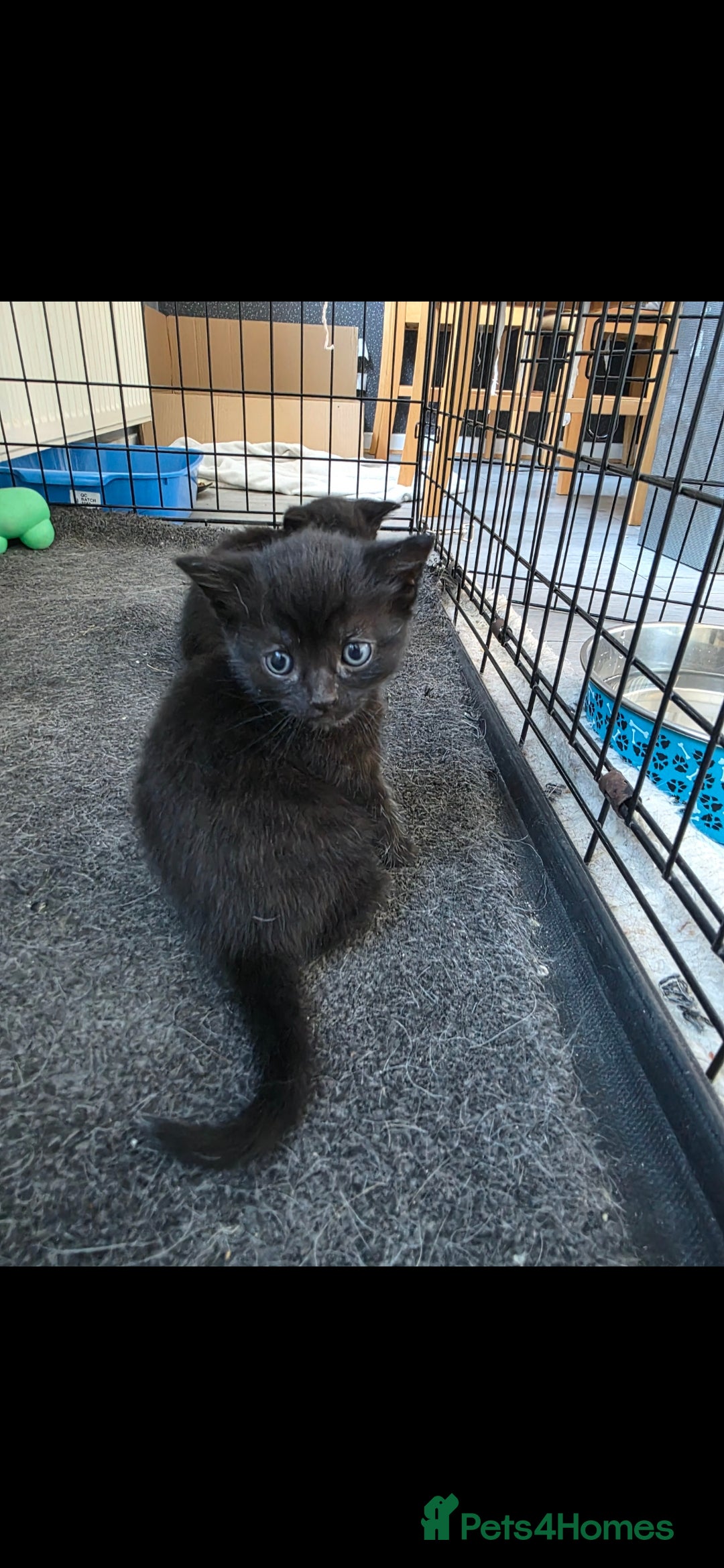 Mixed Breed cats for sale: Beautiful kittens for sale - Image 2