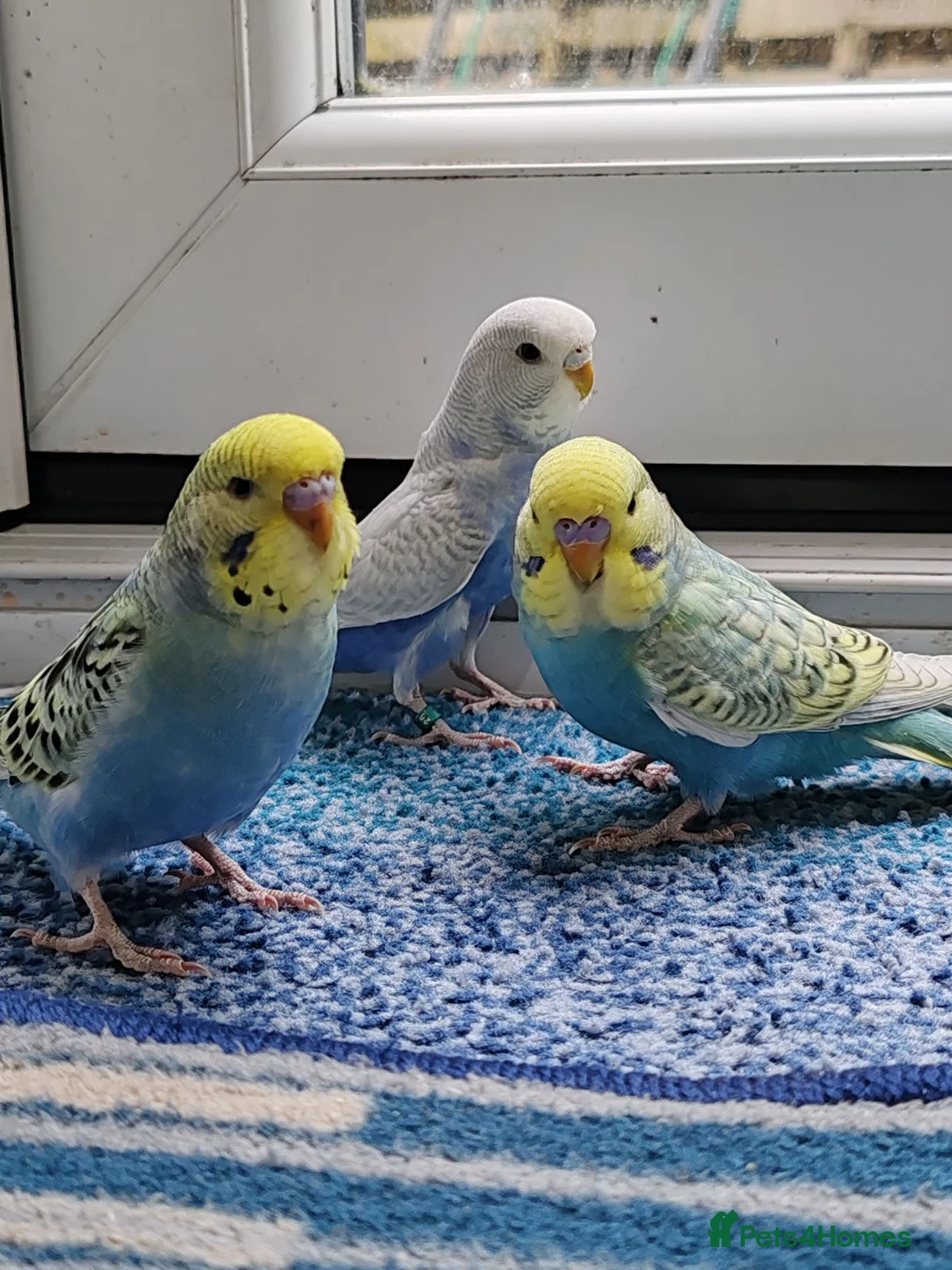 Budgerigars birds for sale: Budgies 8 weeks old - Advert 16
