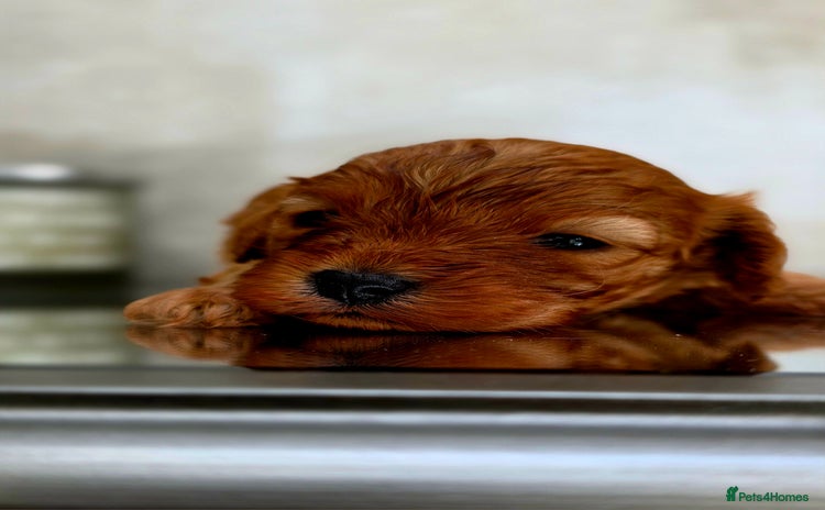Cavapoo dogs - Advert 3