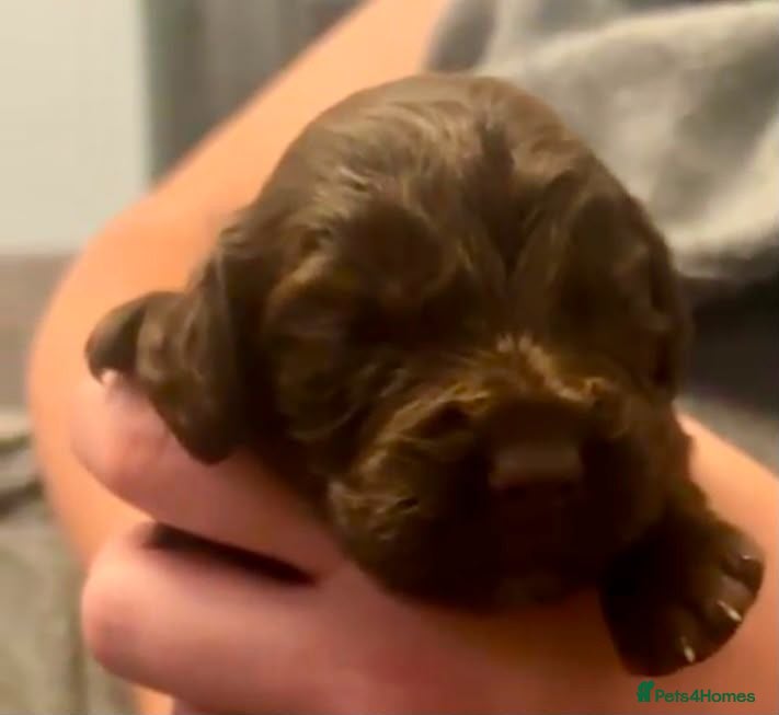 Cocker Spaniel dogs Stunning working cocker spaniel puppys - Advert 2