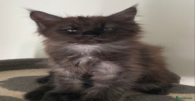 Maine Coon cats - Advert 6
