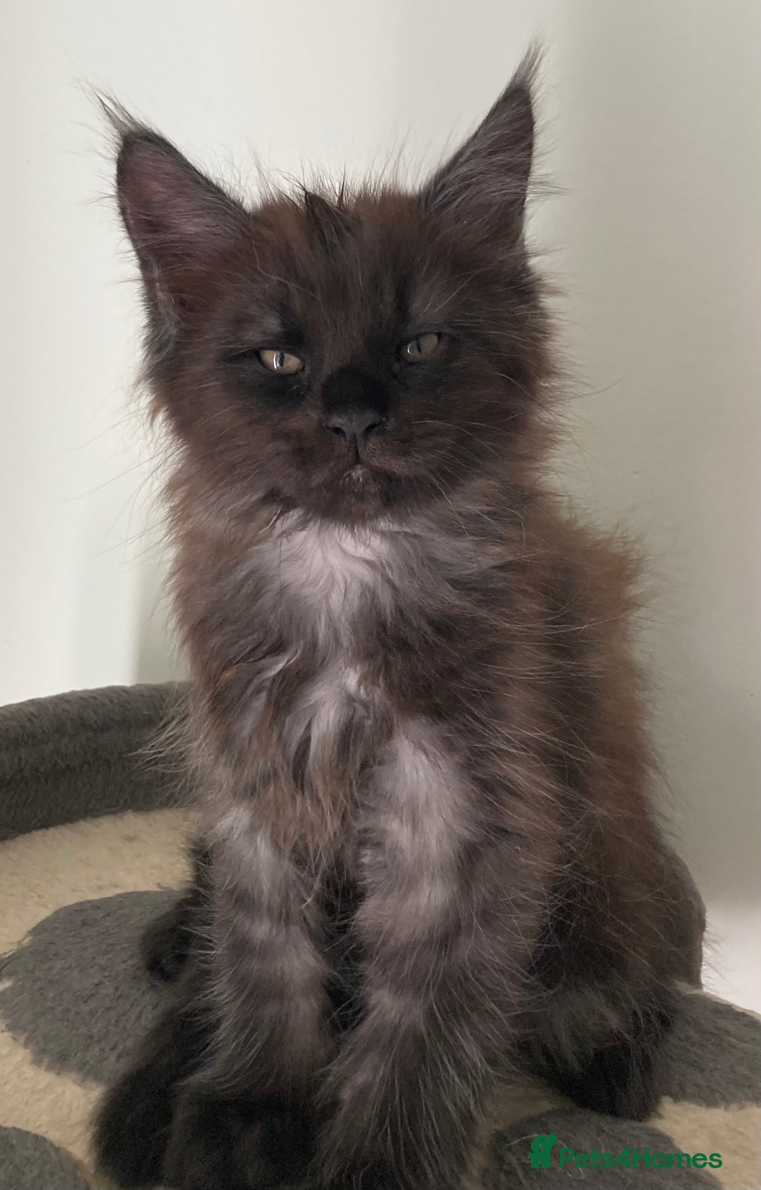 Maine Coon cats for sale: Purebred GCCF Maine Coon kittens - Image 3