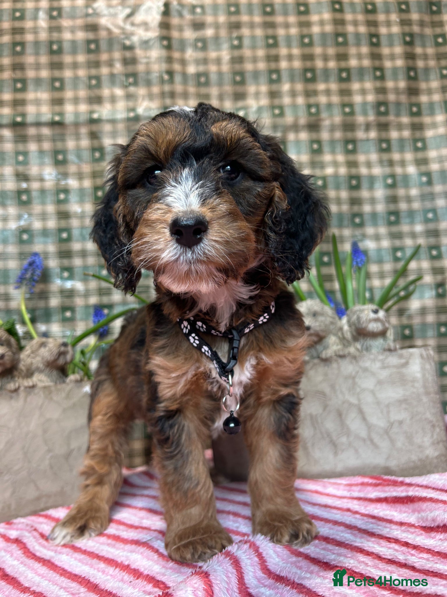 Cockapoo dogs F1 Cockapoo puppies  - Advert 17