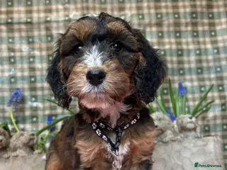 Cockapoo dogs F1 Cockapoo puppies - Advert 17