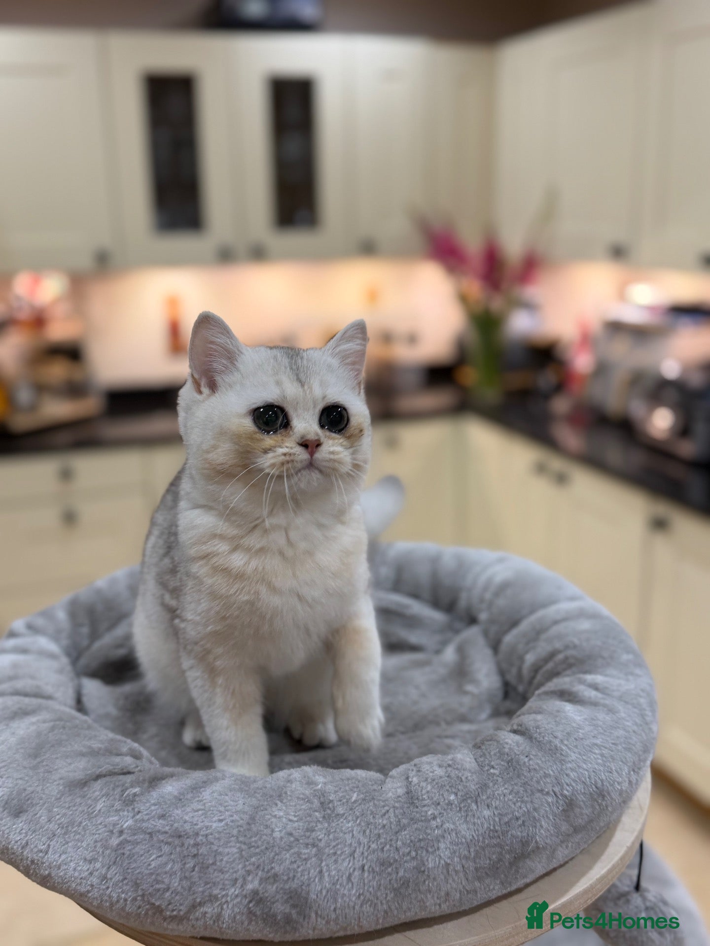 British Shorthair cats Golden & Silver BSH. 100% Pure pedigree Registered - Advert 2