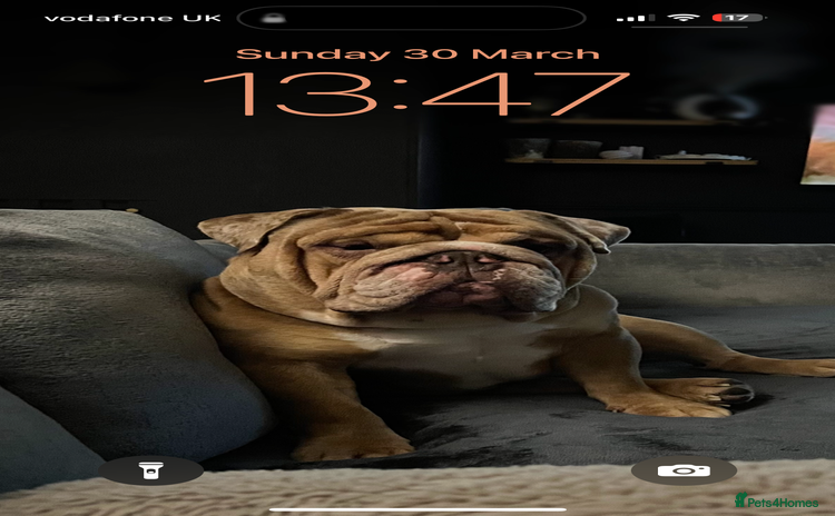 English Bulldog dogs - Advert 1