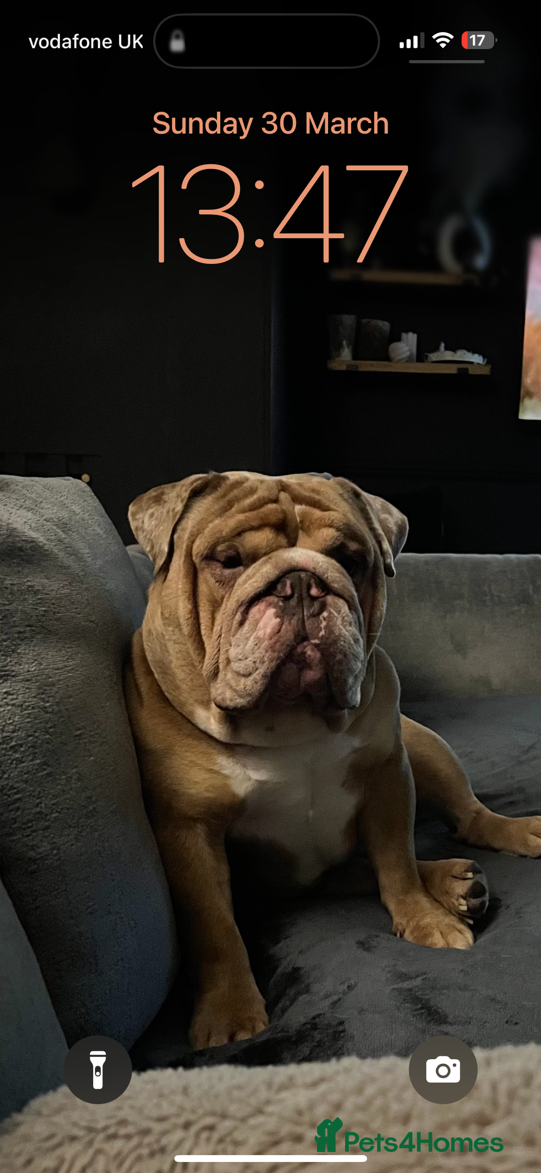 English Bulldog dogs for sale: Beautiful chunky English bulldog 3 yrs old  - Image 1