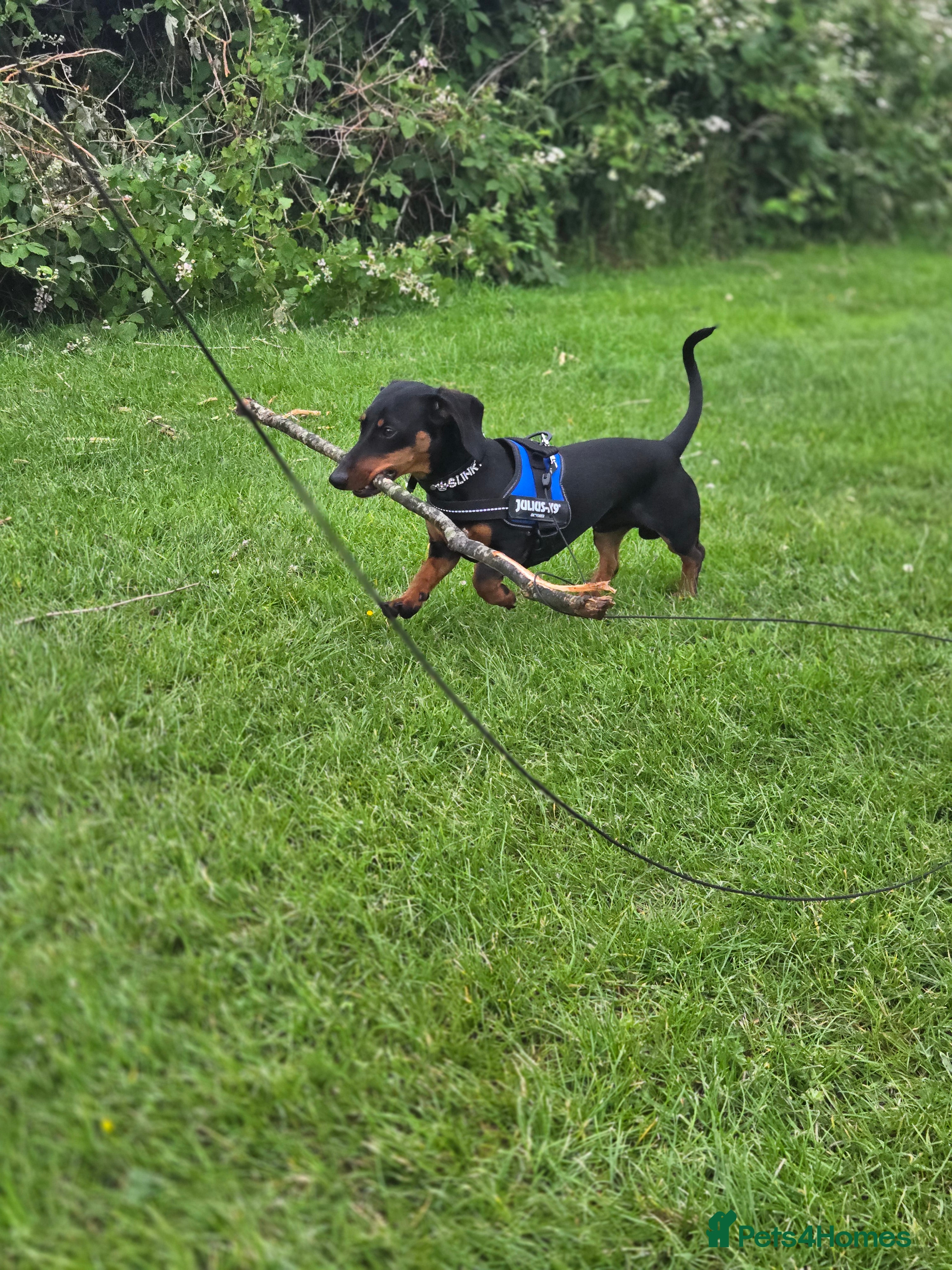 Dachshund dogs 1 year 5 months male dachshund - Advert 1