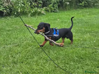 Dachshund dogs 1 year 5 months male dachshund - Advert 8